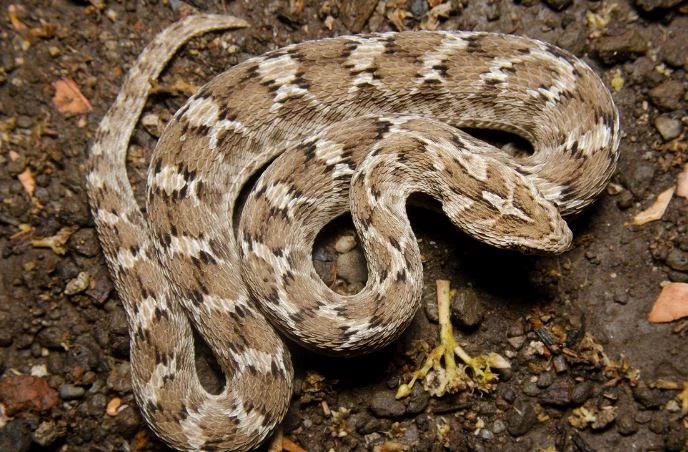 Rắn Viper Vảy Cưa (Echis carinatus): Loài rắn này là thành viên nhỏ nhất trong nhóm "Bộ Tứ" ở Ấn Độ. Nọc độc của rắn Viper vảy cưa gây rối loạn khả năng đông máu, có thể khiến nạn nhân bị xuất huyết trong đến chết.