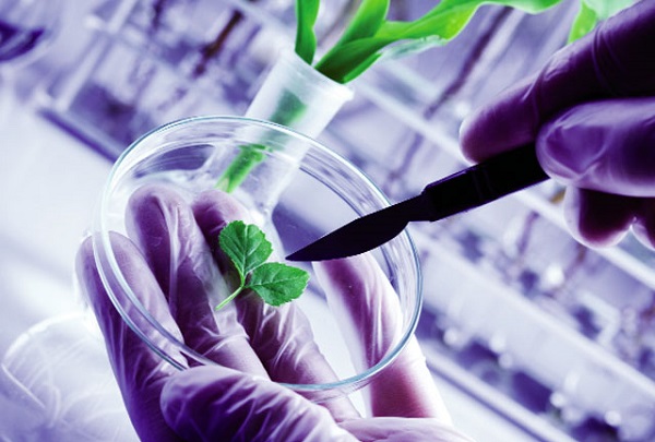 Thiếu chính sách ưu đãi cho doanh nghiệp đầu tư vào công nghệ sinh học