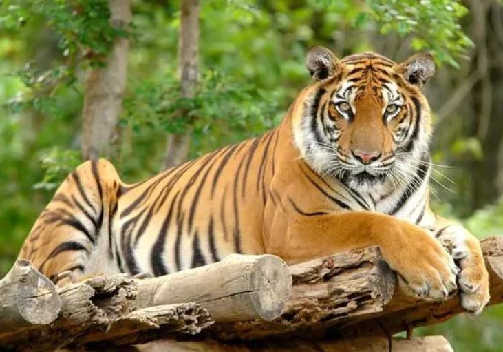 Rằm tháng 7 Âm lịch, 3 con giáp được 'Thần Tài độ', may mắn bủa vây, tiền vào như nước