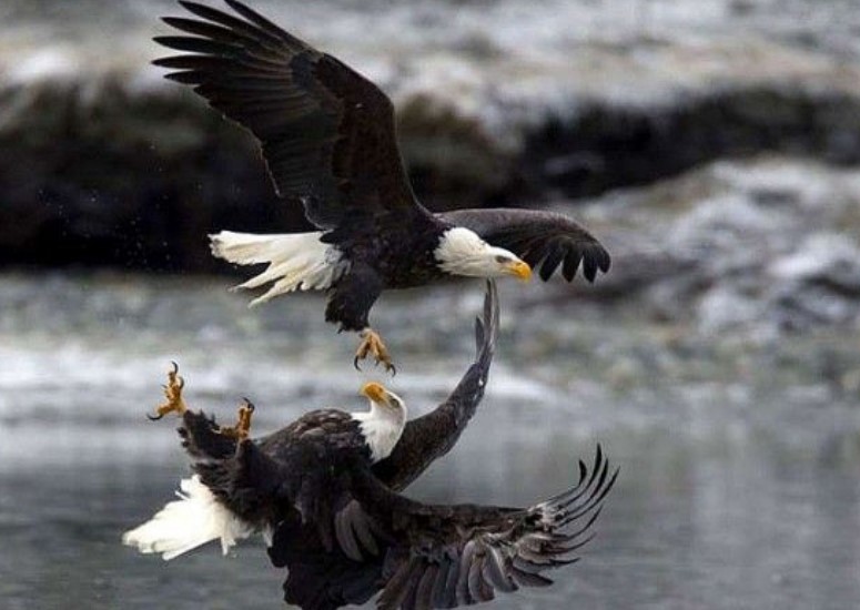 Cuộc săn mồi ngoạn mục của những 'chúa tể bầu trời'