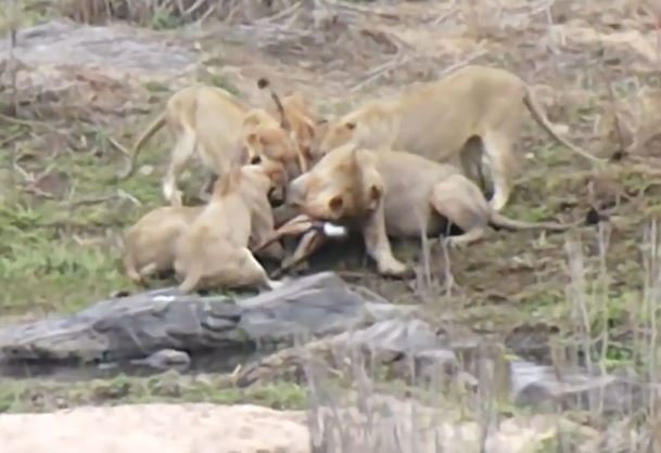 CLIP: Linh dương tử nạn khi bị 5 con sư tử truy sát