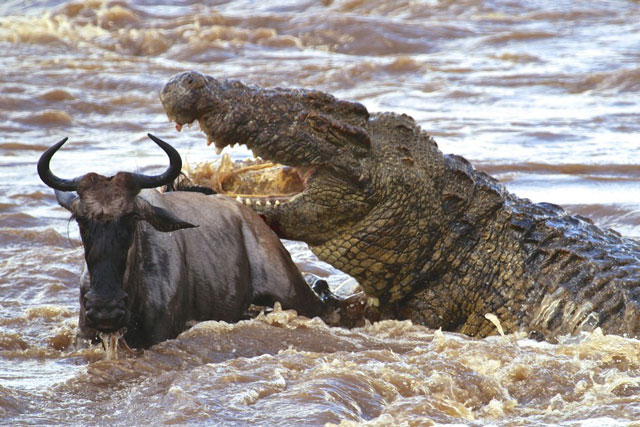 CLIP: Cá sấu tấn công chớp nhoáng, dễ dàng tóm gọn linh dương đầu bò