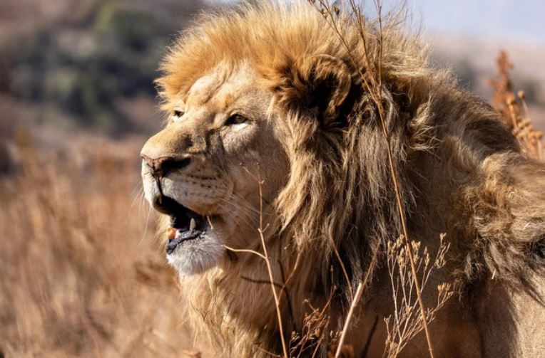 Tại sao sư tử lại có bờm?