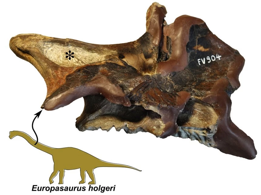 Phát hiện cơ thế hô hấp kỳ lạ của loài khủng long: Cơ chế thở thông qua xương - Ảnh 4.