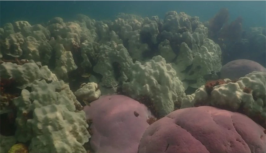 San hô bị tẩy trắng và chết hàng loạt, hé lộ hiện trạng đáng sợ dưới đáy biển sâu - Ảnh 2.