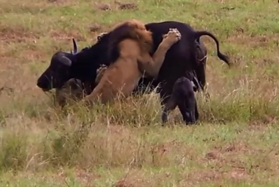 CLIP: ‘Chúa tể vùng đồng cỏ’ ra tay tàn nhẫn, hạ sát mẹ con trâu rừng trong ‘một nốt nhạc’