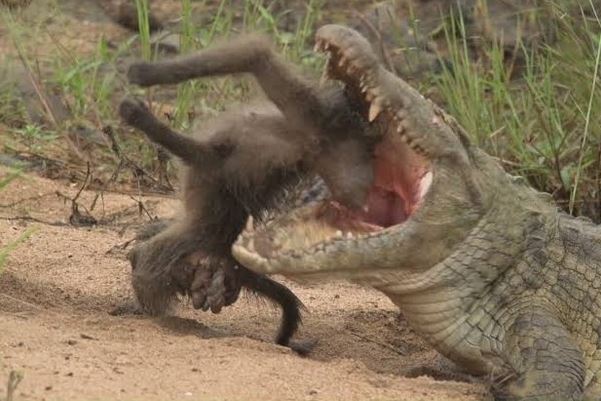 CLIP: Khỉ đầu chó liều mạng tấn công cá sấu để giải cứu con non