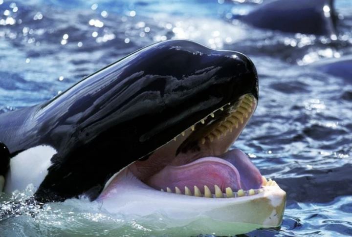 Chức năng của những đốm trắng phía trên mắt của cá voi sát thủ là gì?