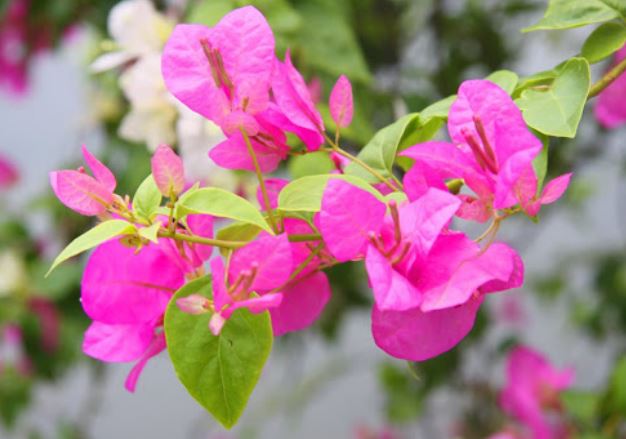 Hoa giấy ‘lười’ ra hoa, dùng ngay chiêu này để kích nụ giúp cây trổ bông nhiều gấp đôi năm ngoái