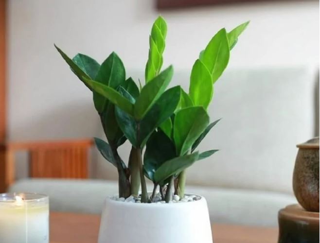 Trồng cây kim tiền chớ đặt vào những chỗ này kẻo tài lộc đứt đoạn, chọn đúng 2 chỗ để tiền vào như nước