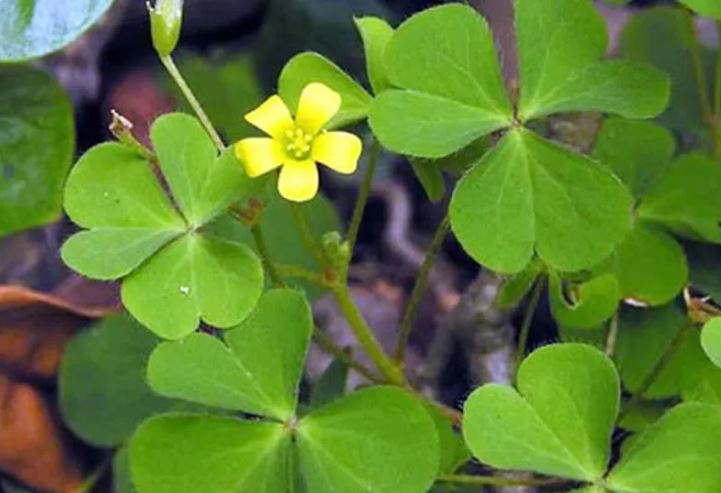 Loại rau dại được ví như sâm đất, đem nấu canh hay ăn sống đều ngon mà nhiều người chưa biết