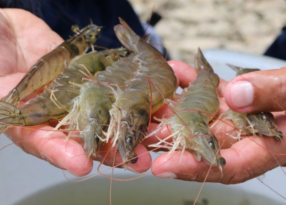Làm thế nào phân biệt tôm tự nhiên và tôm nuôi? Mẹo đơn giản từ người bán tôm