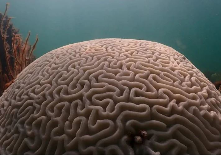 San hô bị tẩy trắng và chết hàng loạt, hé lộ hiện trạng đáng sợ dưới đáy biển sâu