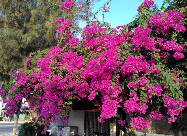 Trồng hoa giấy cứ làm đúng 3 chiêu này, hoa tuôn như suối, cả tháng không tàn