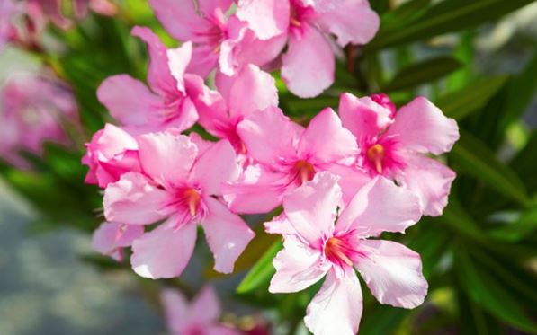 3 loại cây ‘hoa nở người héo’, để trong nhà chỉ thiệt thân, đặc biệt là loại số 1