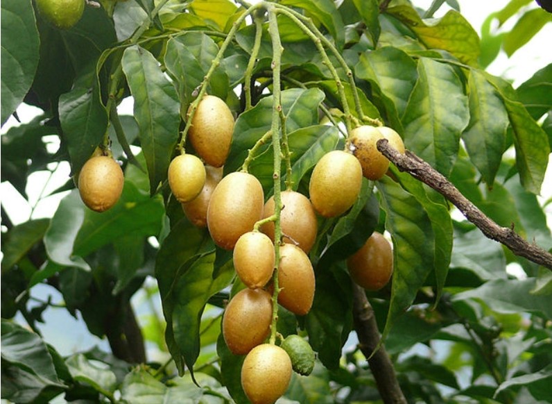 Vô vàn lợi ích từ quất hồng bì - Một số bài thuốc từ loại quả "nhỏ  mà có võ" này