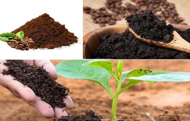 Loạt công dụng của bã cà phê có thể bạn chưa biết