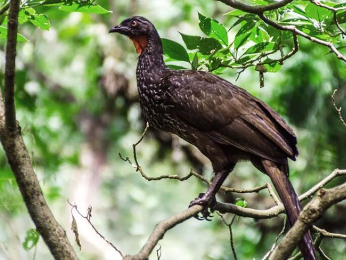 Lão nông nhặt thứ có trong chất thải của chim, ai ngờ thành đặc sản quý như vàng