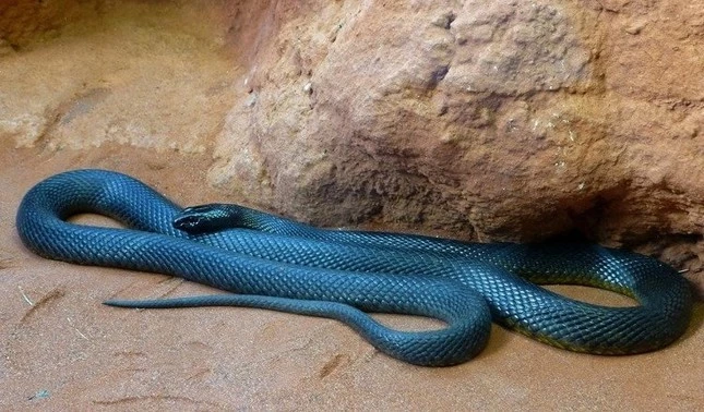 Loài rắn này là khả năng thay đổi màu sắc theo mùa.