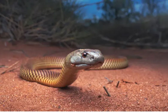 Rắn độc số 1 thế giới và rắn Mulga đại chiến sống còn, kết cục bất ngờ!