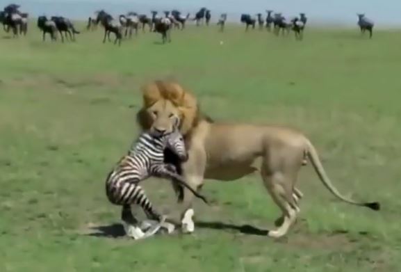 CLIP: Vừa chào đời, ngựa vằn đã bị ‘tử thần đón đi’ vì chạm trán sư tử đói