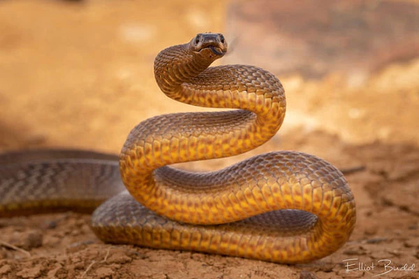 Rắn Taipan nội địa là một trong những loài rắn độc nhất thế giới.