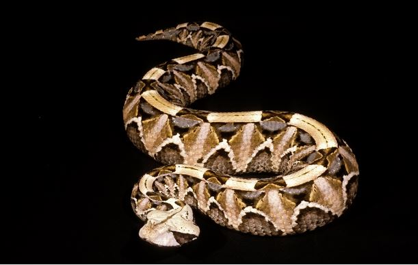 Hổ lục Gaboon - 'Ác mộng của rừng rậm châu Phi': Sở hữu vũ khí không loài rắn độc nào bì kịp