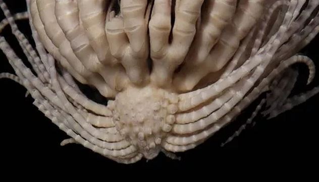 Lần đầu tìm thấy sinh vật có 20 cánh tay ở Nam Cực