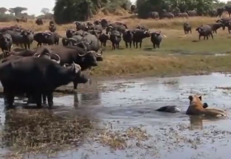CLIP: Sư tử ngang nhiên hạ sát trâu con trước ‘quân đoàn’ trâu rừng trưởng thành