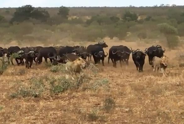 CLIP: Trâu rừng ‘kéo quân’ đuổi đánh sư tử, giải cứu đồng loại