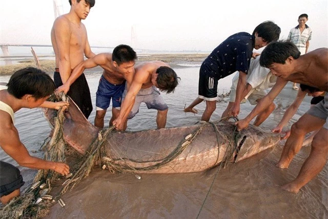 Con cá to nhất trong 'thiên đường cá' của Trung Quốc lớn cỡ nào? - Ảnh 2.