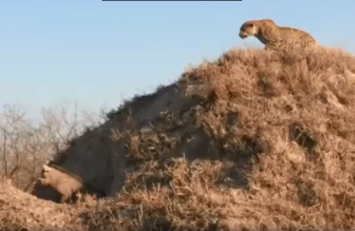 CLIP: Ẩn nấp tài tình, báo hoa mai đoạt mạng lợn bướu trong chớp mắt