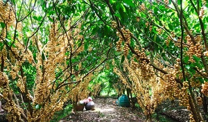 Cần Thơ: Hoàn thiện quy trình sản xuất và phát triển sản phẩm từ  trái dâu Hạ Châu