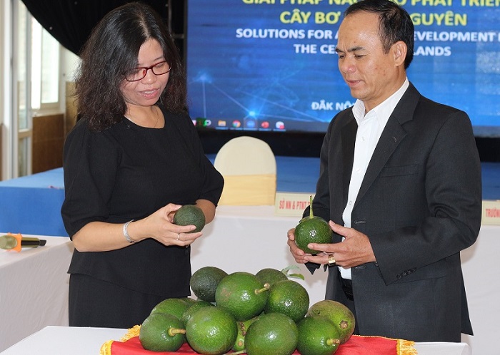 Tìm giải pháp phát triển bền vững cây bơ Tây Nguyên