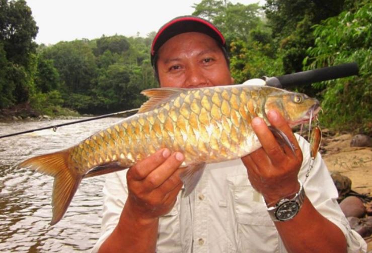 Đặc sản cá "vong bất liễu ngư" đắt hơn cả vàng vẫn được săn lùng