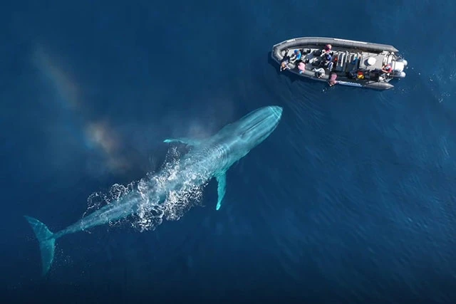 Cá voi xanh khổng lồ.