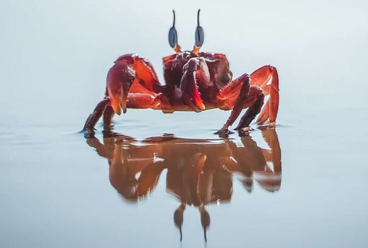 Vì sao ngày càng có nhiều loài động vật tiến hóa để thành cua?