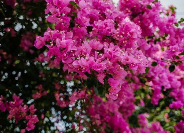 Hoa giấy thích nhất loại nước này: Hòa vài thìa vào nước lạnh rồi tưới cho cây đảm bảo hoa nở quanh năm