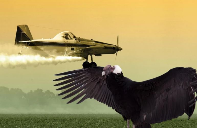 Chim khổng lồ đâm vỡ kính chắn gió máy bay, phi công bị thương nặng vẫn bình tĩnh hạ cánh an toàn