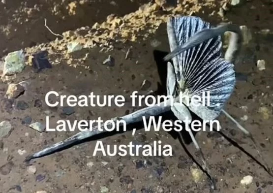 Sinh vật bí ẩn ở Tây Úc có sự pha trộn giữa côn trùng que và bọ gậy. Ảnh: Daily Mail.