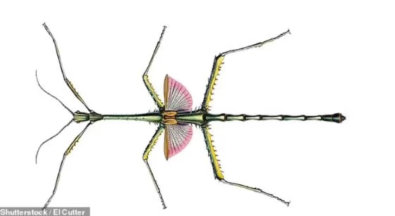 Sinh vật bí ẩn này là một loài côn trùng que biết đi và thuộc Phasmatidae. Ảnh: El Cutter.