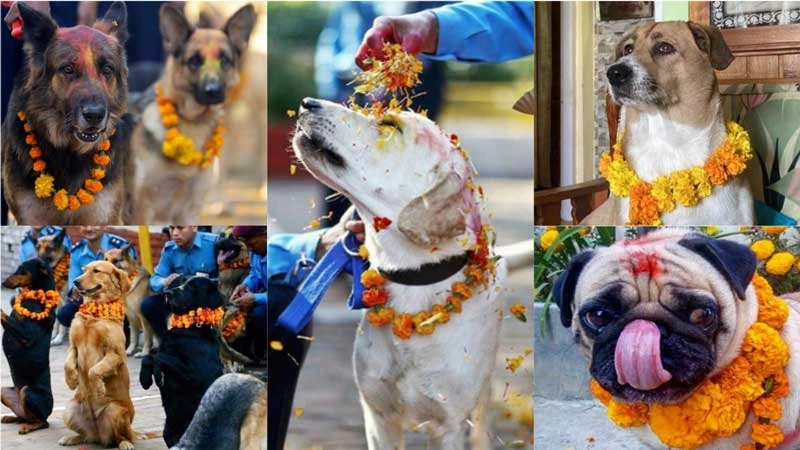 Lễ hội Kukur Tihar  (Nepal): Người tôn thờ loài chó và cầu nguyện thần chết Yama, chó được tắm rửa, trang điểm và tôn thờ.