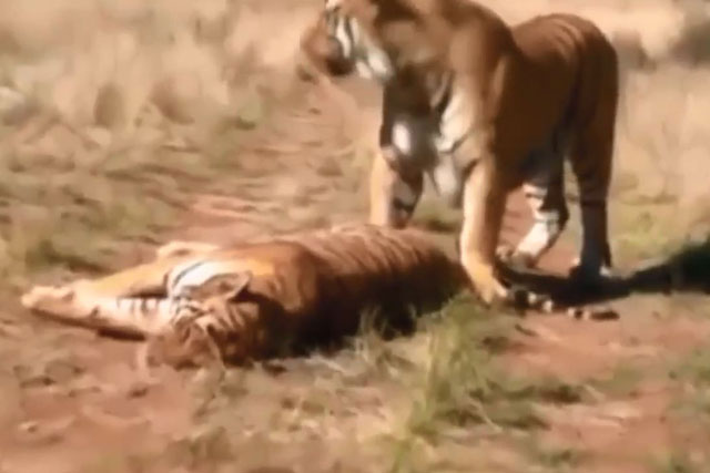 CLIP: Hổ dữ ác chiến kinh hoàng để tranh giành lãnh thổ