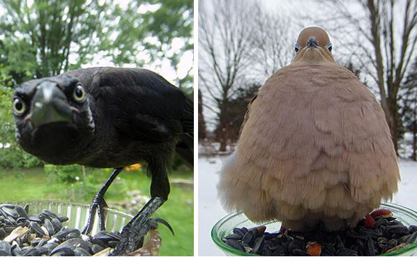 Người phụ nữ đặt máy ảnh lên máng cho chim ăn trong sân nhà và đây là những gì cô ấy nhận được