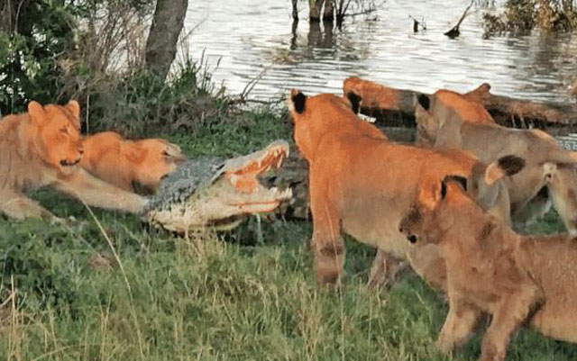 CLIP: Lên bờ trộm thức ăn của sư tử, cá sấu nhận ‘cái kết đắng’