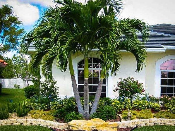 8 loại cây trồng trước nhà có thể giúp xua đuổi tà khí, thu hút tài lộc