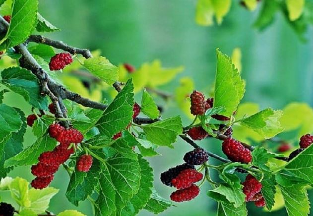 5 loại cây là khắc tinh của Thần Tài, tuyệt đối không trồng trước cửa kẻo rước thêm hung hạn