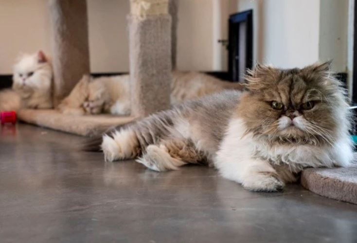 7 chú mèo thừa kế hơn 7 tỷ đồng sau khi chủ qua đời: Hàng trăm người tranh quyền nhận nuôi