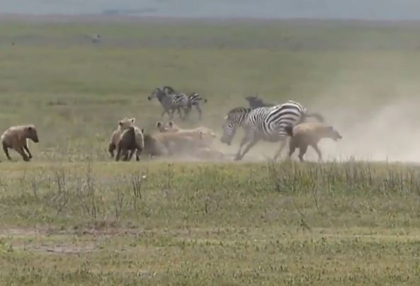 CLIP: Linh cẩu chật vật săn ngựa vằn, cuối cùng lại bị sư tử ‘nẫng tay trên’