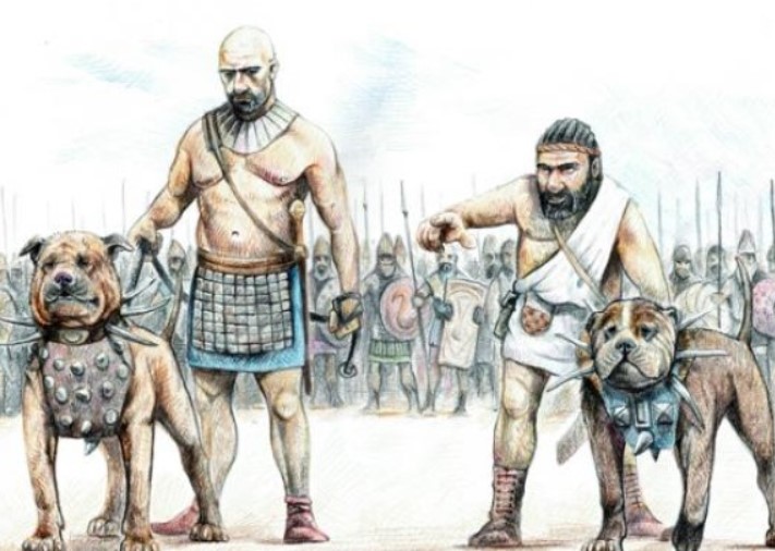 Chiến cẩu: Niềm tự hào và kết cục bi thương